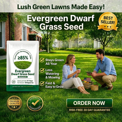 Evergreen Dwarf Grass Seed – Lush, Vibrant Lawn All Year | 50% Off