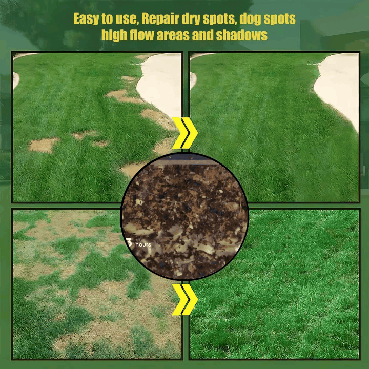 Evergreen Dwarf Grass Seed – Lush, Vibrant Lawn All Year | 50% Off