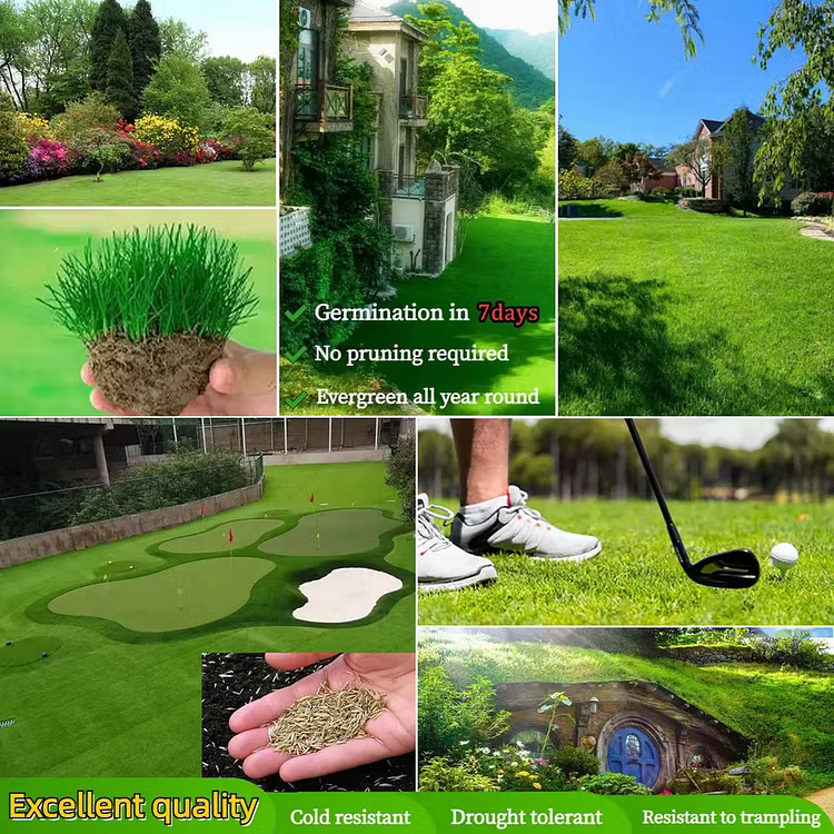 Evergreen Dwarf Grass Seed – Lush, Vibrant Lawn All Year | 50% Off