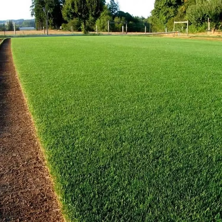Evergreen Dwarf Grass Seed – Lush, Vibrant Lawn All Year | 50% Off