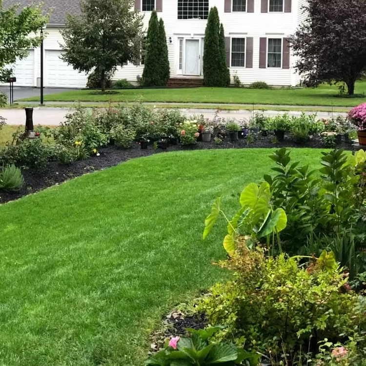 Evergreen Dwarf Grass Seed – Lush, Vibrant Lawn All Year | 50% Off